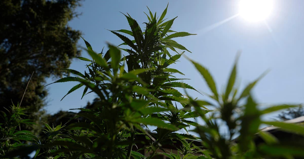 Cannabis reclassification could finally end the industry's financial exile